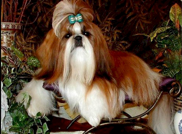 CH. BLUE HILLS’ SPIN-N-BRODIE   “BRODIE”