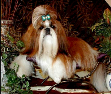 CH. BLUE HILLS’ SPIN-N-BRODIE   “BRODIE”