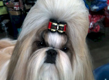 Grand CH Amitzu Special Edition  “EDDIE”