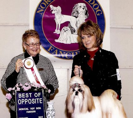 New Grand Champion: GCH. Amitzu Special Edition