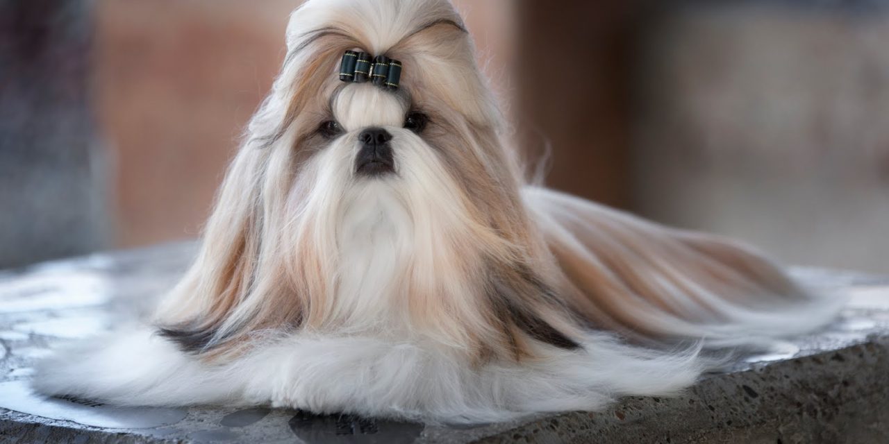 Training Your Shih Tzu