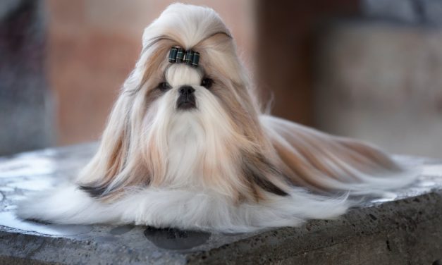 Training Your Shih Tzu