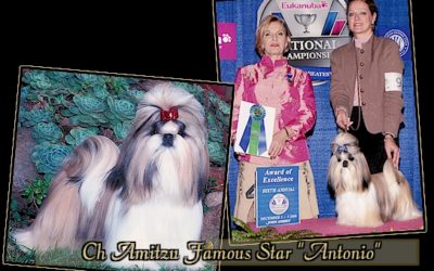 CH Amitzu Famous Star “Antonio”