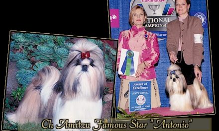 CH Amitzu Famous Star “Antonio”