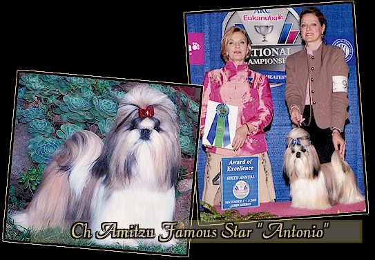 CH Amitzu Famous Star “Antonio”