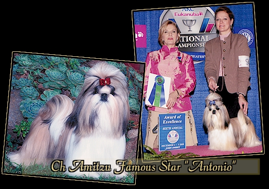 CH Amitzu Famous Star “Antonio”