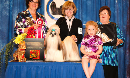 “Theo’s” Great Win at USA Shih Tzu National