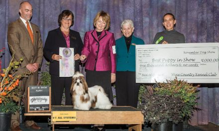 Bronze GCH Amitzu You Look Marvelous “MARIO”