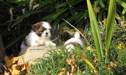 Buy Your Puppy with Care!