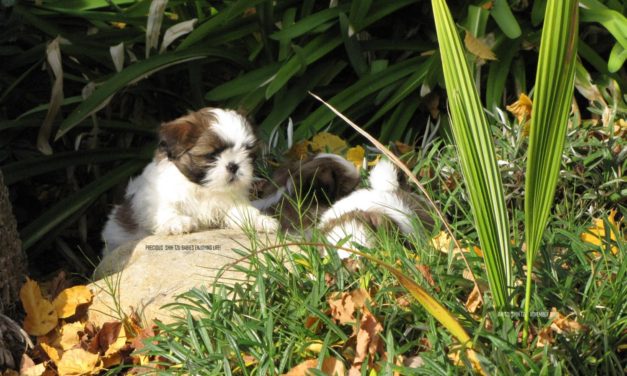 Buy Your Puppy with Care!