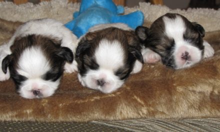 Puppy News!