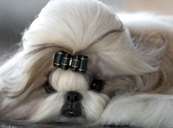 Grand CH Amitzu China’s Got The Look   “Theo”