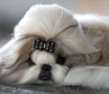 Grand CH Amitzu China’s Got The Look   “Theo”