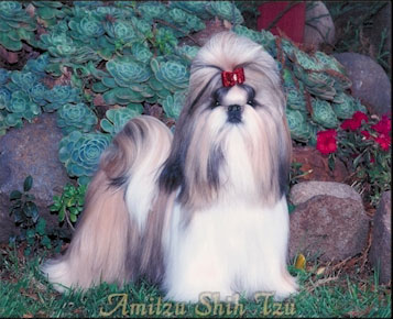 CH Amitzu Famous Star   “Antonio”