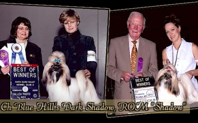 CH Blue Hills Dark Shadow, ROM “Shadow”
