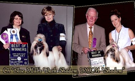 CH Blue Hills Dark Shadow, ROM “Shadow”