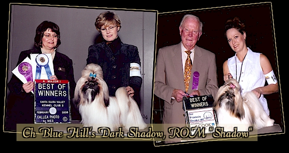 CH Blue Hills Dark Shadow, ROM “Shadow”